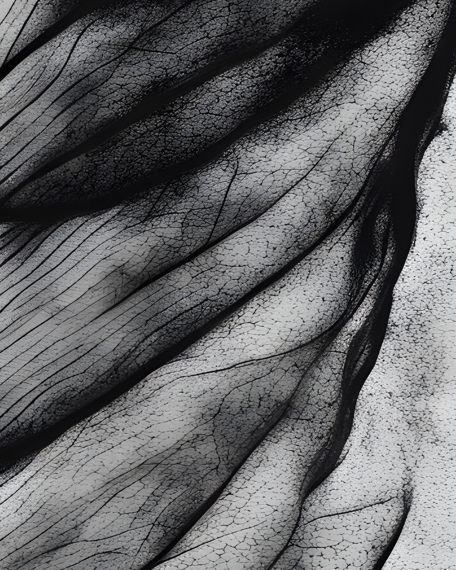 Une feuille en noir et blanc - Affiche