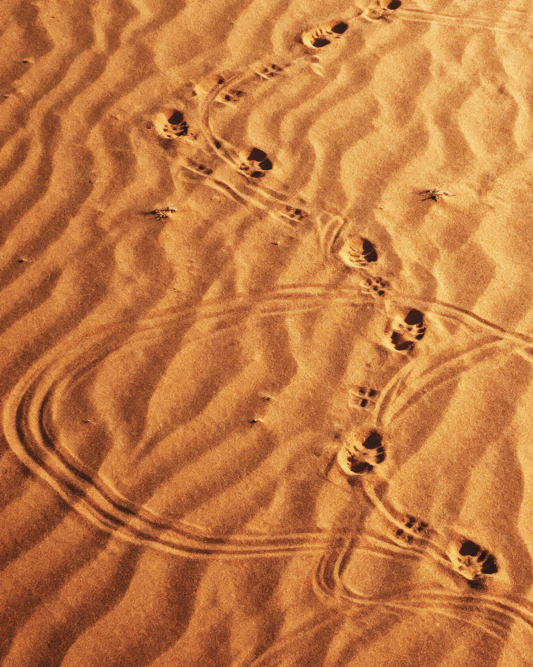 Dune Sandwalk, Spuren im Wüstesand Poster
